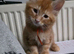 Ginger male kitten