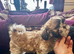 Shih- tzu x Puppy