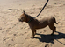 ** Female Pocket Bully**