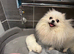 KC white girl Pomeranian puppy for sale