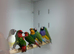 Gouldian finch