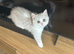 Stunning Male Kitten