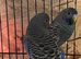 2 young male black face budgies