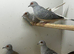11 diamond doves
