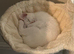 White Kitten Male