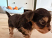 Yorkshire terrier biewer chocolate/ chocolate & tan