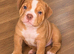 POCKET BULLY / EXOTIC BULLY PUPPIES LOOKING FOR THEIR FOREVER HOMES