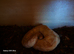 Banana cinnamon royal python + viv