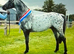 Appaloosa x Knabstrupper Colt