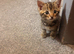 kitten ready now &pound;100 last one left