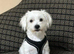 Maltese 5 months male