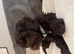10 week old Cockapoo looking for a new forever home