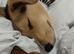 5 month male beagle x sheltie collie