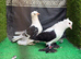 Fancy pigeons pair