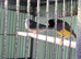 For sale 7 gouldian finches