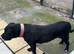 Cane corso girl for sale