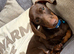 Miniature Dachshund