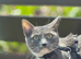 Cat 2 year female white grey beautiful