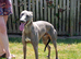 QUALITY LURCHER DOG
