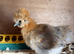 Partridge rooster