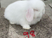 Pure bred mini lops .5 girls 3 boys .