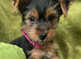 Super friendly, calm gorgeous yorkie girl ready for her forever home