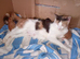3 beautiful Calico x Tortiseshell kittens