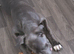 BLUE CANE CORSO