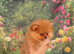 Pretty Pom Puppies READY TO LEAVE