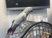 African grey