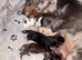 Beautiful litter of tiny Daschunds ️REDUCED