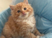 Maine Coon x Ragdoll Cross Long haired Ready 26th June