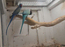 Breeding pair Violet and turquise pair