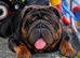 Proven Blue & Tan KC Bulldog