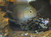 Fish tank including fish. Parrot fish and Polar blue Parrots