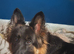 German shepherd x Rottweiler puppies