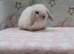 Beautiful purebred mini lops