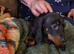 Miniature dachshund puppies KC reg