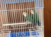 Love birds