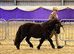 Stunning standard gelding