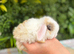 Baby Mini Lops
