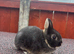 Beautiful black otter Netherland dwarf