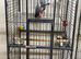 African grey parrot