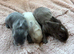 3 Baby Lionheads