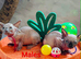 Tica Registered Canadian Sphynx Kittens