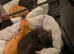 Staff x American bulldog