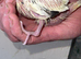Baby Cockateils for sale