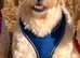 F1B Goldendoodles