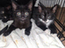 6 lovely kittens