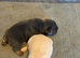 Beautiful Half-Fluffy French Bulldog Cross Puppies